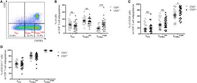 Increased IL-15 Production and Accumulation of Highly Differentiated CD8+ Effector/Memory T Cells in the Bone Marrow of Persons with Cytomegalovirus